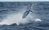 Goatch's Black Marlin