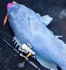 Blue groper on jig.