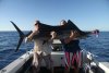 Kittenarm's Sailfish